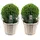 plants by frank | Echte Stechpalme Kugel | 2x Ilex Crenata 'Jenny' kugel im Korb | Set von 2 Stück | 20 cm Ø Durchmesser | Buchsbaum Ersatz | Ilex | Gartenpflanzen | Buchsbaum | Herbst Pflanzen