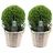 plants by frank | Echte Stechpalme Kugel | 2x Ilex Crenata 'Jenny' kugel im Korb | Set von 2 Stück | 20 cm Ø Durchmesser | Buchsbaum Ersatz | Ilex | Gartenpflanzen | Buchsbaum | Herbst Pflanzen