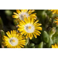 Pflanzen Für Dich Delosperma congestum 'Golden Nugget', Mittagsblume, gelb,
