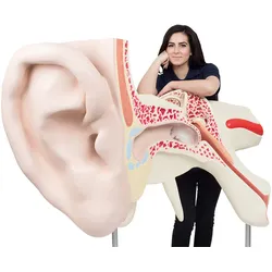 Das größte Ohrmodell der Welt, 15-fache Größe, 3-teilig - 3B Smart Anatomy