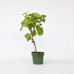 Plant in a Box - Traubenpflanze - Vitis vinifera ‘Vanessa’ - Höhe 60-75cm - Topf 21cm