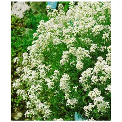 Arabis procurrens 'Neuschnee', Gänsekresse, weiß, ca. 9x9 cm Topf