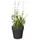 Mica decorations - Mica Künstlicher Lavendel Im Topf Weiß 24 X 10 Cm Dekoblumen