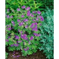 Pflanzen Für Dich Geranium ibericum ssp. ibericum, Storchschnabel, ca.