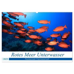 Rotes Meer Unterwasser (Wandkalender 2025 DIN A2 quer), CALVENDO Monatskalender