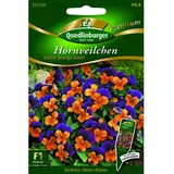 Quedlinburger Hornveilchen ''Sorbet Orange Duett''