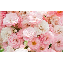 Fototapete PAPERMOON "Rosen", bunt, B:3,50m L:2,60m, Vlies, Tapeten