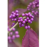 Pflanzen Für Dich Callicarpa bodinieri 'Profusion', Schönfrucht, violette Beeren,