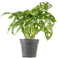 Flowerbox Value Greens Pflegeleichtes Fensterblatt Kletternde Monstera 'Monkey' Topf-Ø