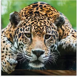 Artland Glasbild »Südamerikanischer Jaguar«, Wildtiere, (1 St.) Artland Farbe Bild(er): braun