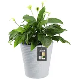 Kadax Blumentopf Ø 30 x 30 cm Grau