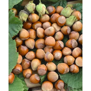 Pflanzen Für Dich Corylus avellana 'Wunder aus Bollweiler', Haselnuss 60–100 cm