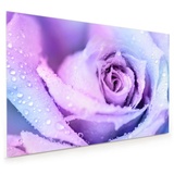 Primedeco Küchenrückwand Küchenrückwand Spritzschutz Glas mit Motiv Winterrose 90 cm x 60 cm