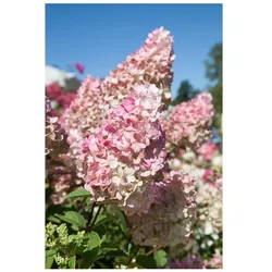 Hydrangea paniculata 'Sundae Fraise', Rispenhortensie, rosa-weiß, 40–60 cm