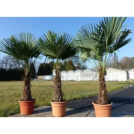 grünwaren gruenwaren jakubik Hanfpalme, Stammhöhe 160-180 cm Trachycarpus fortunei,