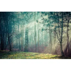 Fototapete PAPERMOON "Wald", bunt, B:4,50m L:2,80m, Vlies, Tapeten