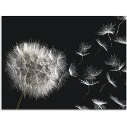 Wandbild ARTLAND "Pusteblume", schwarz (farbe bild(er): schwarz), B:80cm H:60cm, Bilder, als Alubild, Outdoorbild, Leinwandbild, Poster, Wandaufkleber
