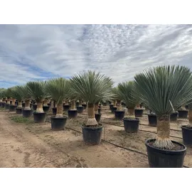 sunny-tree Sunny Tree - Yucca Rostrata - Palme - Stammhöhe 60/70 cm - cm - Winterhart- Palmlilie