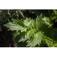PlantaPro Valeriana officinalis 9x9 cm Topf – Winterhart, Mehrjährig, Pflegeleicht – Echter Baldrian – Kräuterpflanze für Kräutergarten & Beet