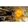 Naruto Shippuden: Ultimate Ninja Storm 4 (USK) (PS4)