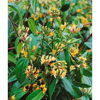 Pflanzen für Dich Kletterpflanze Lonicera henryi Copper Beauty, 1 St., Immergrüne Geißschlinge, Henrys Geißblatt, kupferfarben, immergrün