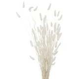 Boltze home Deko-Zweige für Vase, getrocknet, 70 cm, Farbe:weiß