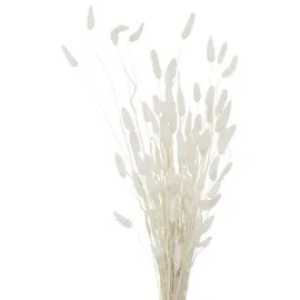 Boltze home Deko-Zweige für Vase, getrocknet, 70 cm, Farbe:weiß