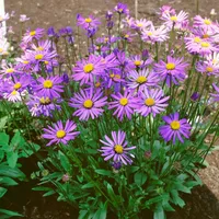 Pflanzen Für Dich Aster tongolensis 'Berggarten', ca. 9x9 cm