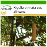 Saflax - Leberwurstbaum - 10 Samen - Mit keimfreiem Anzuchtsubstrat - Kigelia pinnata