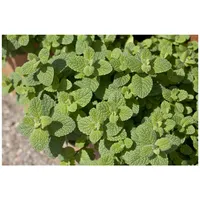 Pflanzen Für Dich Mentha suaveolens, Apfelminze, ca. 9x9 cm
