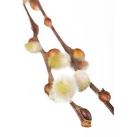 Pflanzen Für Dich Salix caprea 'Nico', Kätzchenweide, 60 cm