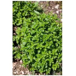 Calamintha nepeta 'Triumphator', Bergminze, ca. 9x9 cm Topf