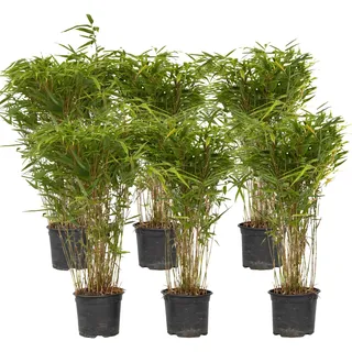 Plant in a Box - Bambus - 6 Stk - Fargesia nitida 'Gansu' - Höhe 50-70cm - Topf 17cm