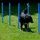 Procyon Agility Set 11 cm Blau