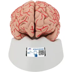 Menschliches Gehirnmodell mit Arterien, 9-teilig - 3B Smart Anatomy