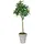 aplanta Künstlicher Kaffeebaum - Albus | 150 cm