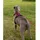 LIONTO Hundegeschirr Rot XL