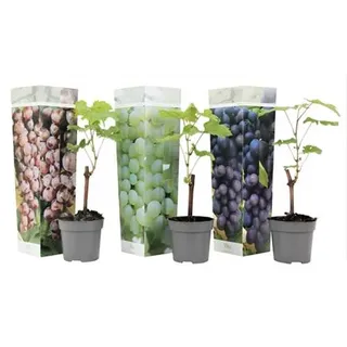 PFLANZENFREUND Weinreben-Mix Topfgröße Ø 9cm 3 Pflanzen