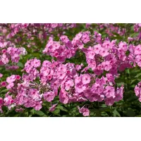 Pflanzen Für Dich Phlox amplifolia Minnehaha p 1