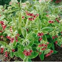 Pflanzen Für Dich Pulmonaria rubra, Lungenkraut, rotblühend, ca. 9x9