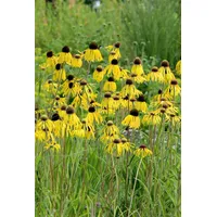 Pflanzen Für Dich Echinacea paradoxa Gelber Sonnenhut, ca. 9x9