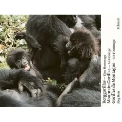 Berggorillas. Gorilles de montagne. Mountain Gorillas