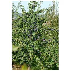 Prunus domestica 'President', Pflaume, 150–200 cm