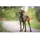 Wolters Active Pro Hundegeschirr Champagner/Schwarz 40-47,5 cm