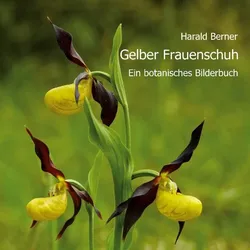 Gelber Frauenschuh