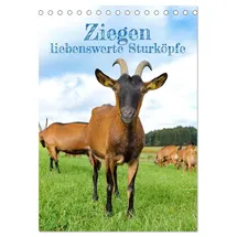 Calvendo Ziegen - liebenswerte Sturköpfe (Tischkalender 2026 DIN A5 hoch), CALVENDO Monatskalender