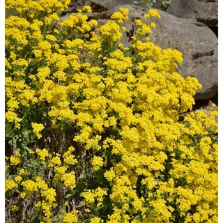 die nr-01.de Felsen-Steinkraut - Aurinia saxatile