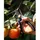 Fiskars Gartenschere Pro