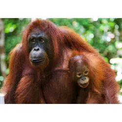 Fototapete PAPERMOON "Orang-Utan mit Baby", bunt, B:4,00m L:2,60m, Vlies, Tapeten
