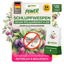 green guardia Schlupfwespen gegen Pflaumenwickler Pheromonfalle 3 Karten